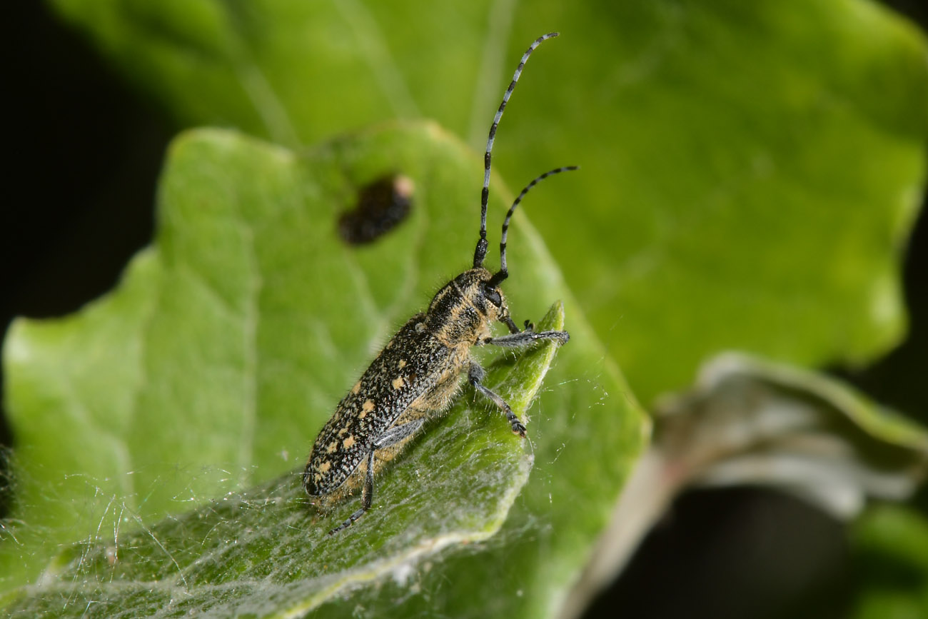 Cerambycidae: Saperda populnea?  S, femmina